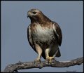 _8SB7194 red-tailed hawk